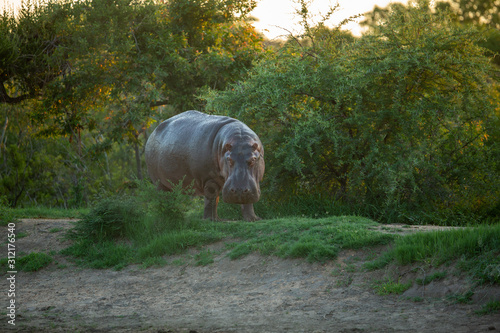 Large male hippo returning to the water after a night of foraging in the bush.