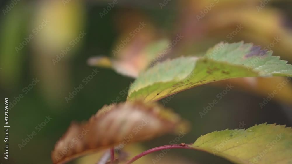 This was taken at a higher frame rate and has been converted to a slow motion video clip. Slow motion of leaves blowing in the wind. This was taken at a higher frame rate and has been converted to a slow motion video clip. Slow motion of leaves blowing in the wind.