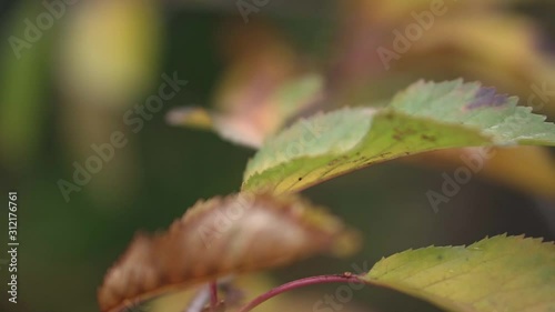 This was taken at a higher frame rate and has been converted to a slow motion video clip. Slow motion of leaves blowing in the wind. photo