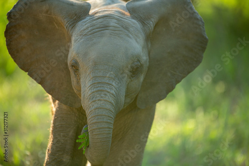 The luscious green of the summer in the low veld region with elephants having a blast with the abundance of water and food.
