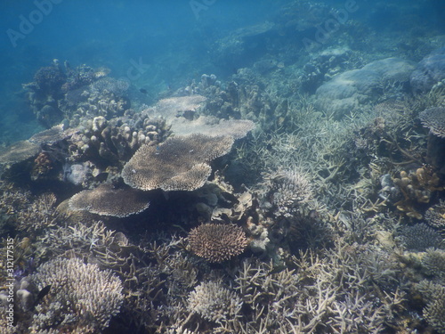 aerial view of coral reef