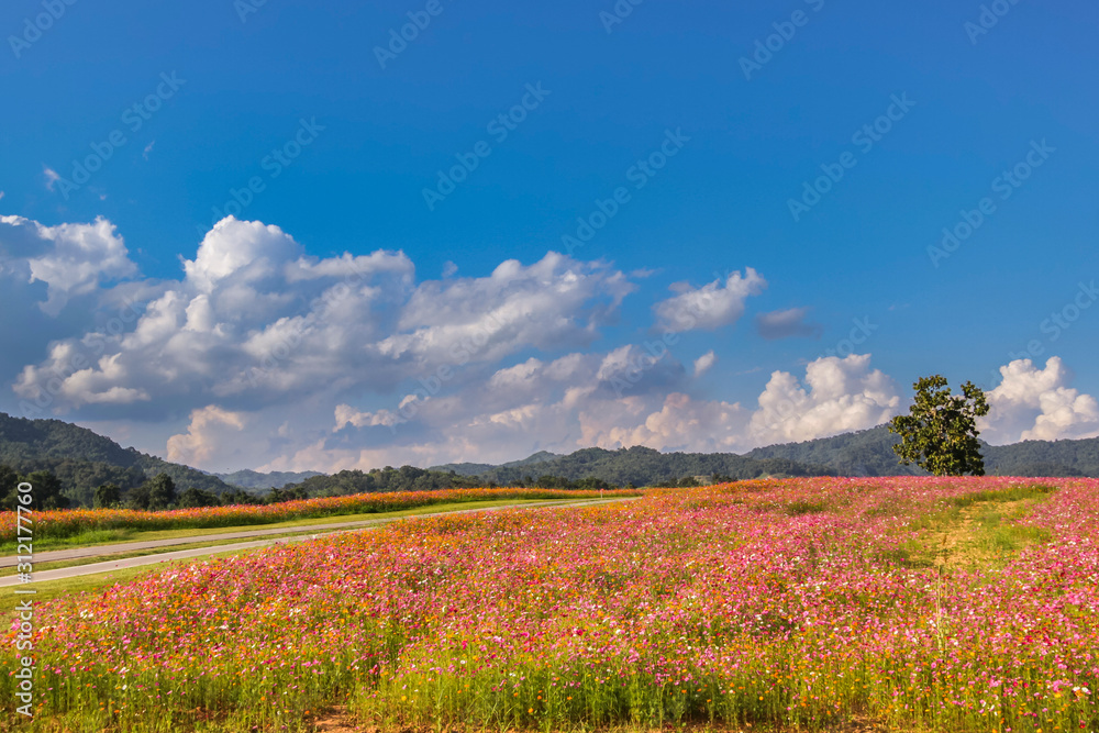 Cosmos flower field in Chiang Rai, Thailand
