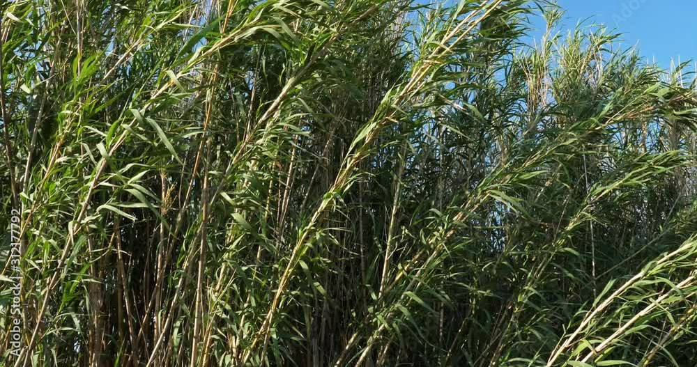 Reeds ( Phragmites) waving in the wind Reeds ( Phragmites) waving in the wind