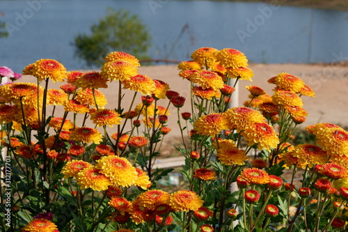 flowers in the garden