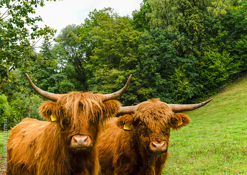 Two Scottish highland cattle on a green meadow