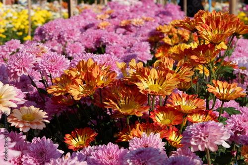 flowers in the garden