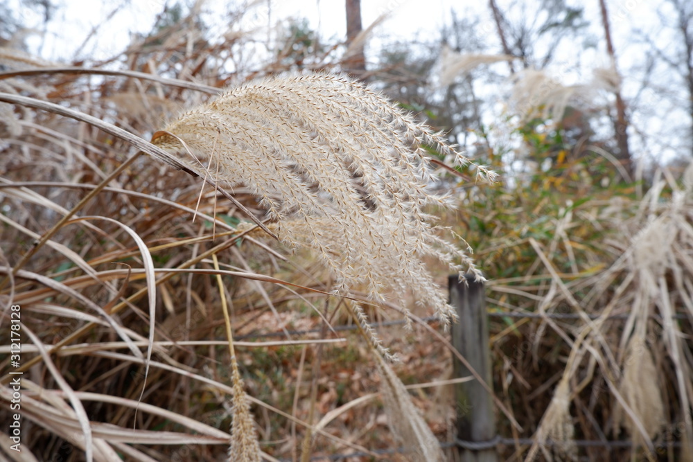 Fototapeta premium 冬の木