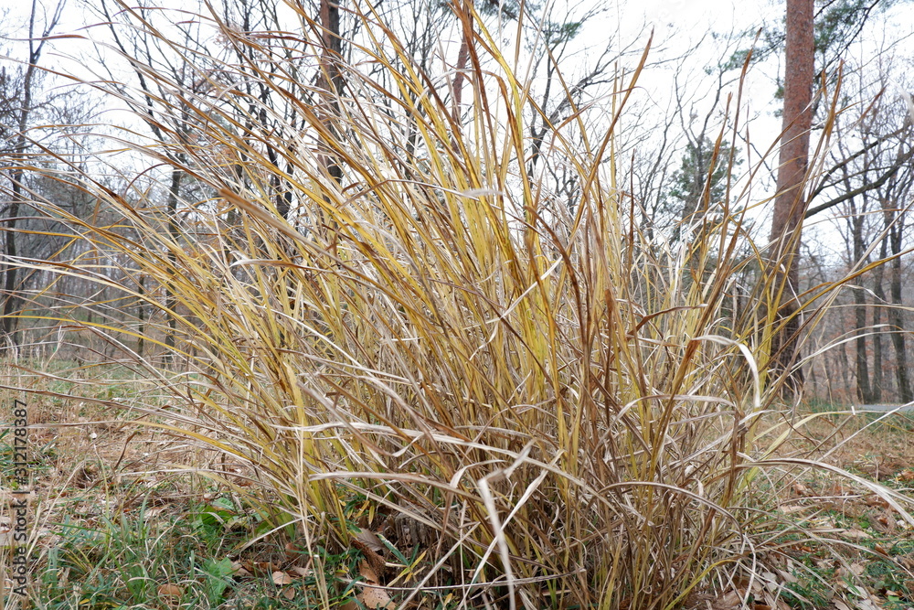 Fototapeta premium 紫と白と黄色の花