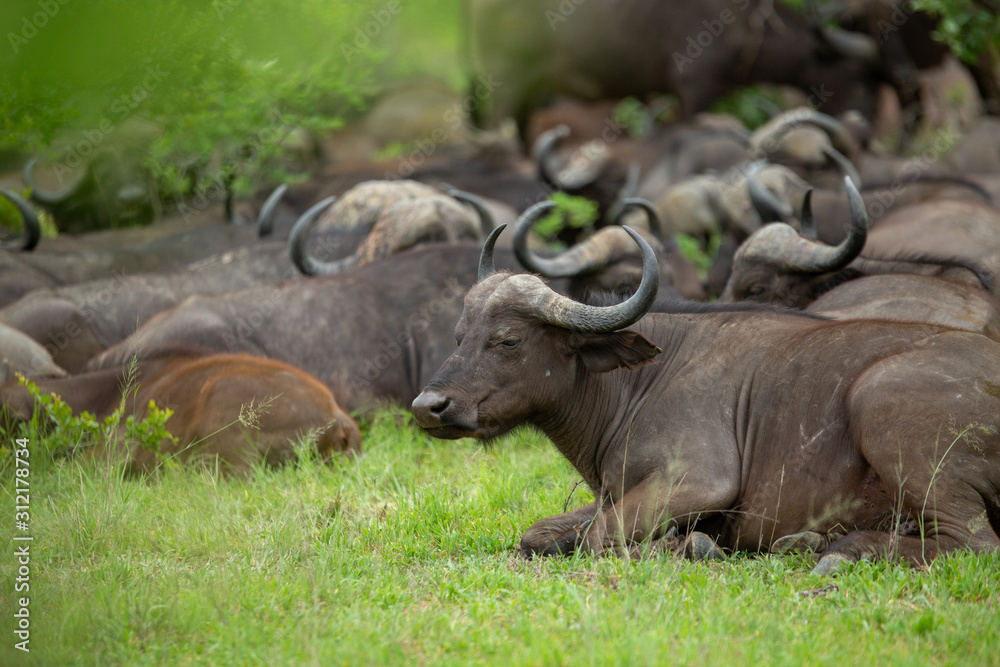 A resting herd of Cape Buffalo ruminating whilst resting.