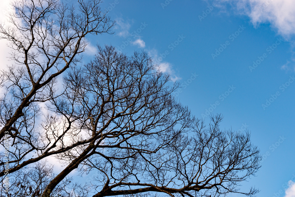 Obraz premium Deciduous tree without leaf in Japan in winter season