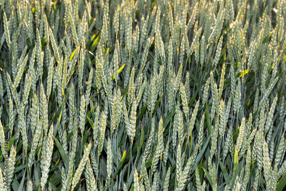 Green grain field in summer morning. Green grain field in summer morning.