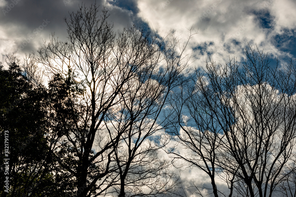 Obraz premium Deciduous tree without leaf in Japan in winter season