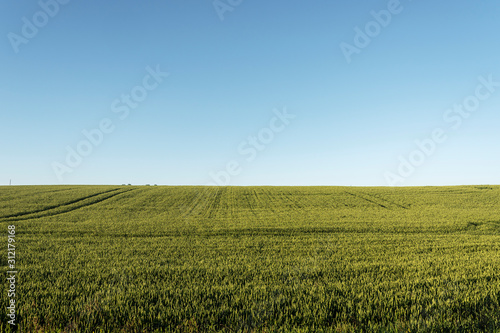 Green grain field in summer morning.