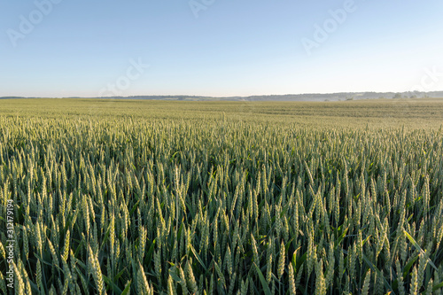 Green grain field in summer morning.