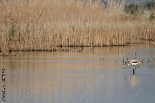 ducks on lake