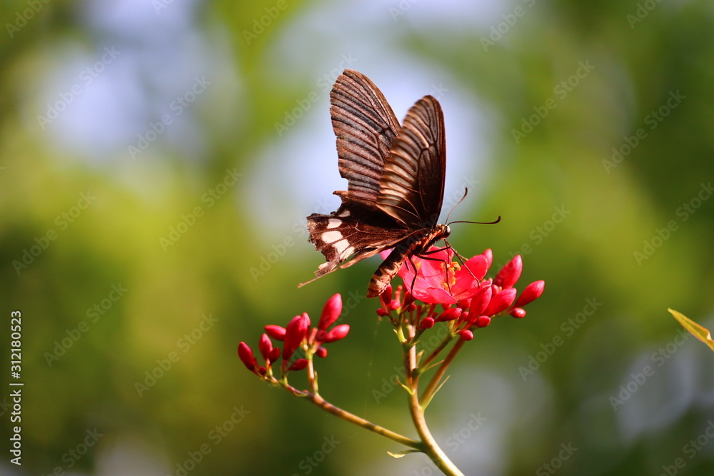 Fototapeta premium butterfly on an pink flowers with a colorful background
