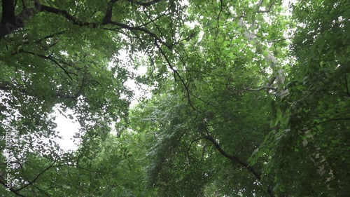 Walking at Central Park looking up at the trees. This was taken at a regular speed with natural motion blur.