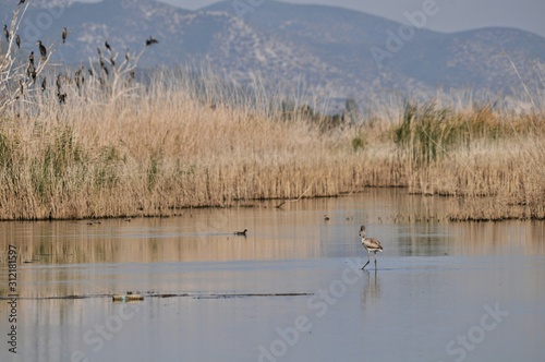 birds on the lake