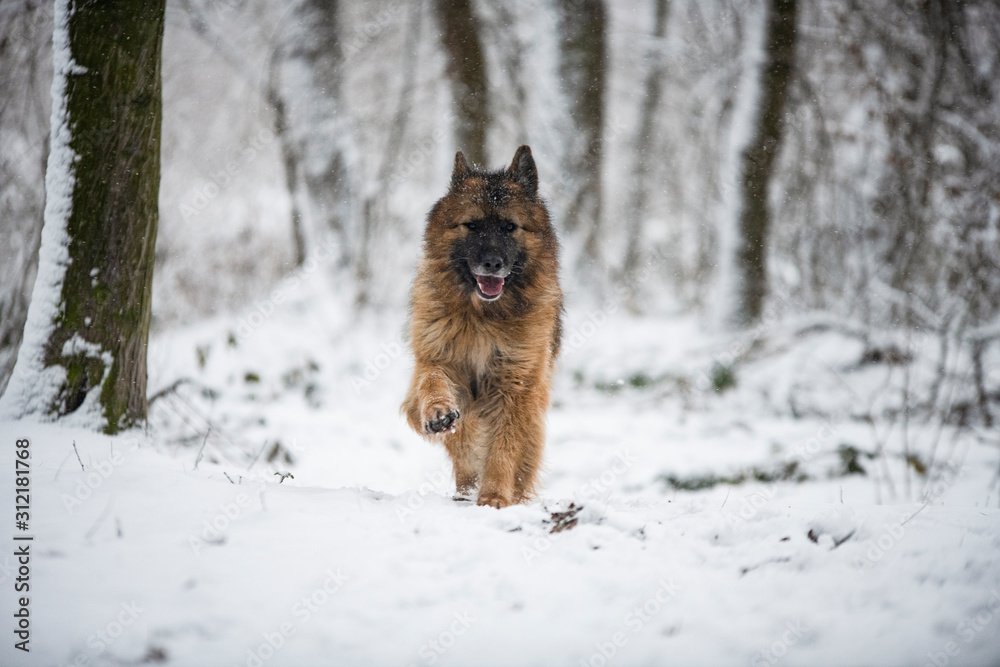 German Shepherd in the winter forest