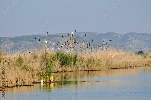 flock of birds on lake © Zeynel