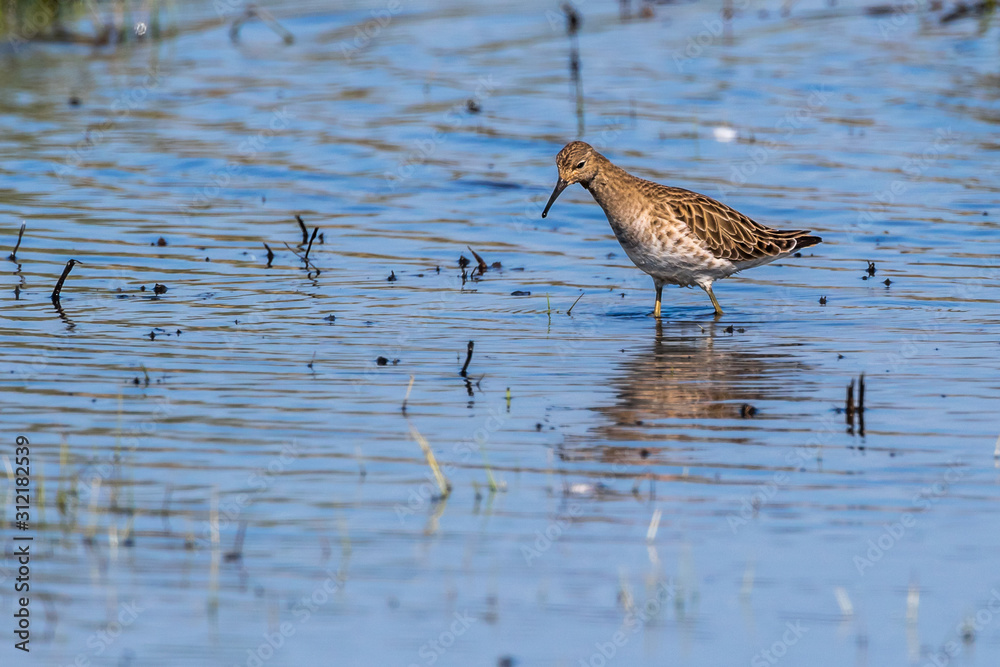 Ruff (Philomachus pugnax)