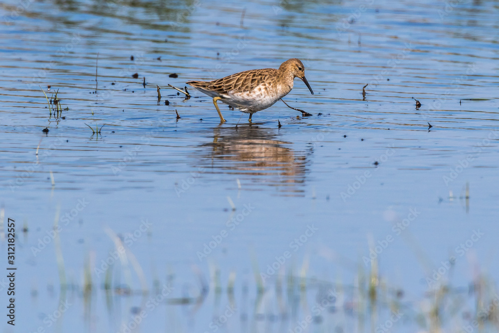 Ruff (Philomachus pugnax)