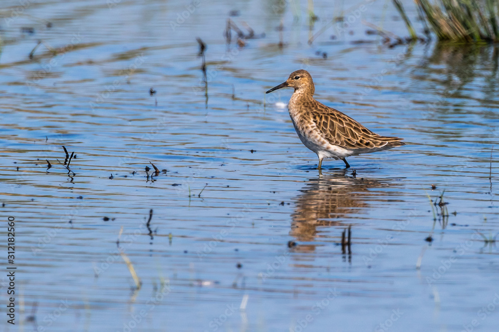 Ruff (Philomachus pugnax) Ruff (Philomachus pugnax)