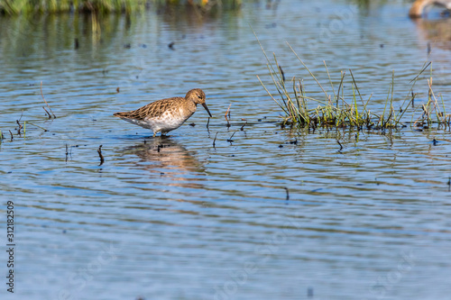 Obraz na płótnie Ruff (Philomachus pugnax) w salonie