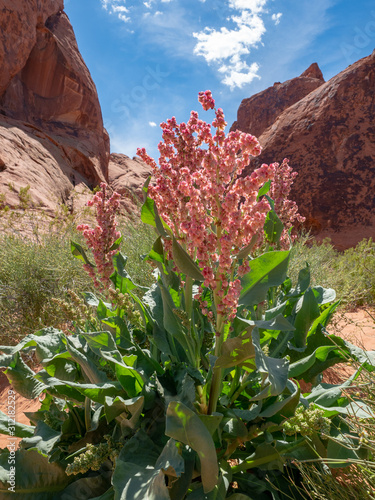 Pink wild flower, Atlatl Rock, Valley of FIre State Park, Nevada, near Las Vegas, sunny spring day, USA