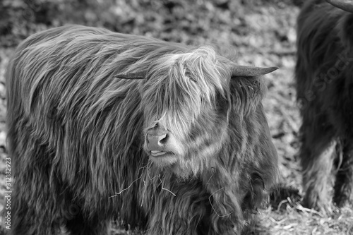 Schottisches Hochlandrind sw - Highland Cow bw photo