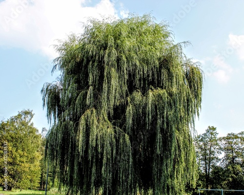 willow sallow osier