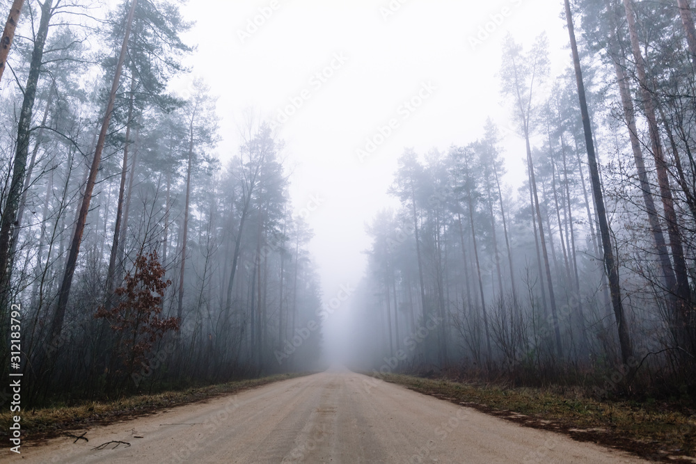 country road in a misty forest with tall pine trees country road in a misty forest with tall pine trees
