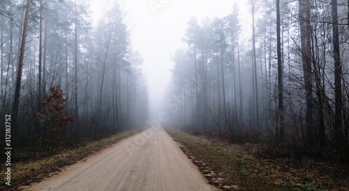 country road in a misty forest with tall pine trees