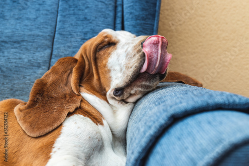 Dog sleeping soundly resting on blue armchair or sofa. Beautiful Basset Hound Tired Detective Sniffer Dog Lying.