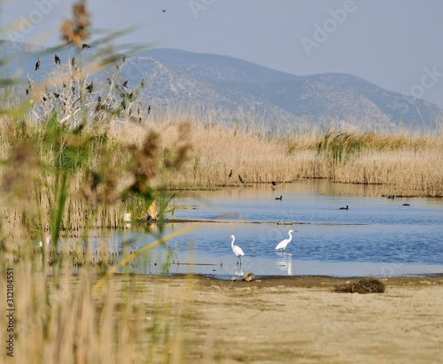 birds on the lake