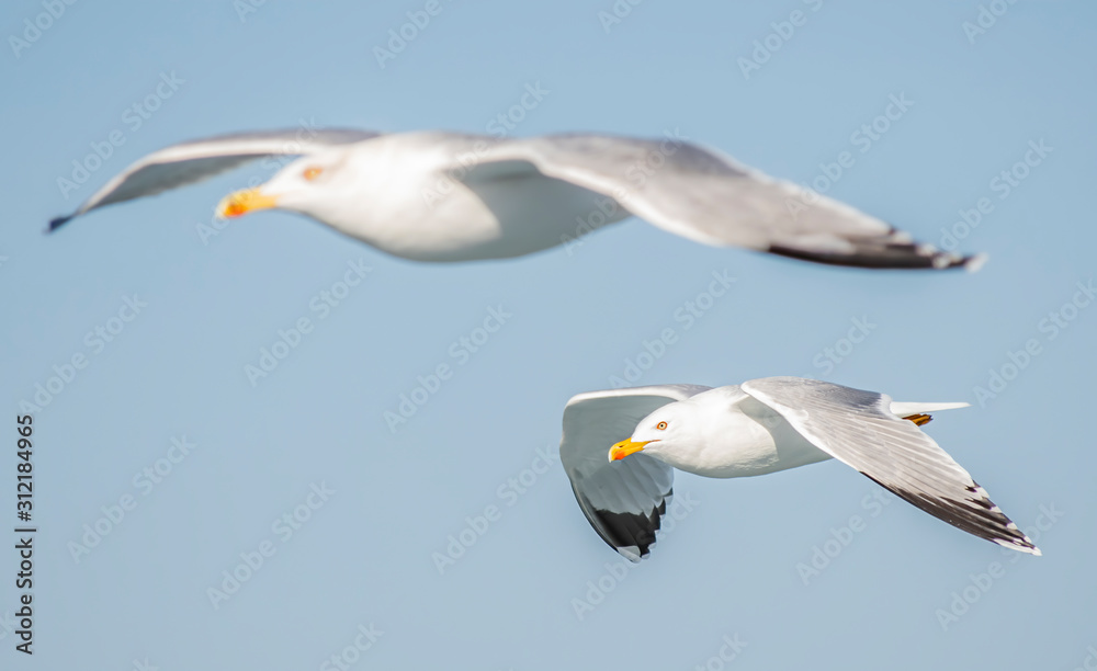 Seagull, albatross, seagull wings, seagulls flying above the sea, seagulls soaring, white seagull, gray seagull, red-billed gull, yellow-billed gull, seagulls racing, seagulls, flying seagulls, natura Seagull, albatross, seagull wings, seagulls flying above the sea, seagulls soaring, white seagull, gray seagull, red-billed gull, yellow-billed gull, seagulls racing, seagulls, flying seagulls, natura