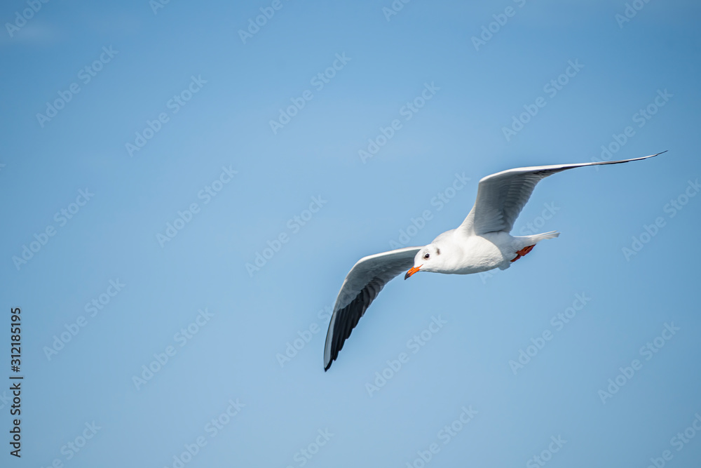 Seagull, albatross, seagull wings, seagulls flying above the sea, seagulls soaring, white seagull, gray seagull, red-billed gull, yellow-billed gull, seagulls racing, seagulls, flying seagulls, natura Seagull, albatross, seagull wings, seagulls flying above the sea, seagulls soaring, white seagull, gray seagull, red-billed gull, yellow-billed gull, seagulls racing, seagulls, flying seagulls, natura