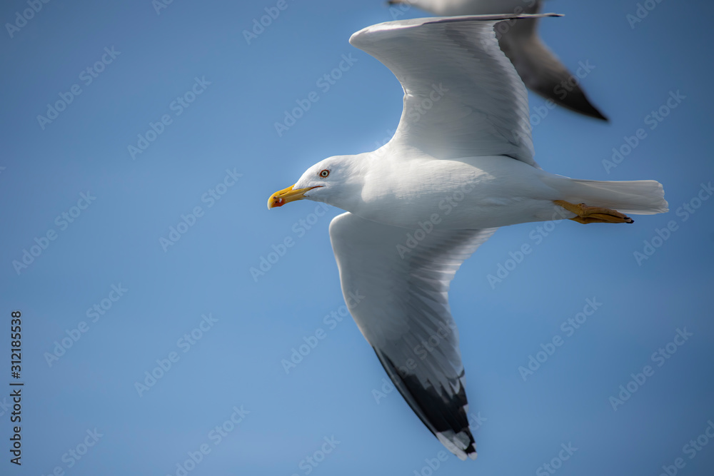 Seagull, albatross, seagull wings, seagulls flying above the sea, seagulls soaring, white seagull, gray seagull, red-billed gull, yellow-billed gull, seagulls racing, seagulls, flying seagulls, natura Seagull, albatross, seagull wings, seagulls flying above the sea, seagulls soaring, white seagull, gray seagull, red-billed gull, yellow-billed gull, seagulls racing, seagulls, flying seagulls, natura