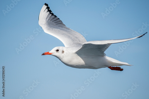 Obraz na plátně Seagull, albatross, seagull wings, seagulls flying above the sea, seagulls soari