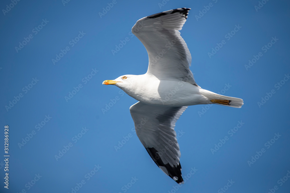 Seagull, albatross, seagull wings, seagulls flying above the sea, seagulls soaring, white seagull, gray seagull, red-billed gull, yellow-billed gull, seagulls racing, seagulls, flying seagulls, natura Seagull, albatross, seagull wings, seagulls flying above the sea, seagulls soaring, white seagull, gray seagull, red-billed gull, yellow-billed gull, seagulls racing, seagulls, flying seagulls, natura