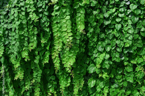 Green plants on the wall. © LaruArt