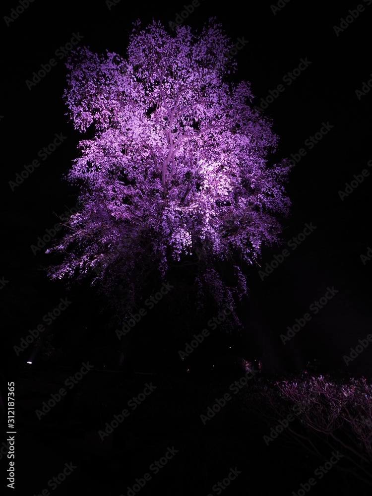 夜桜 ライトアップ 紫 夜桜 ライトアップ 紫