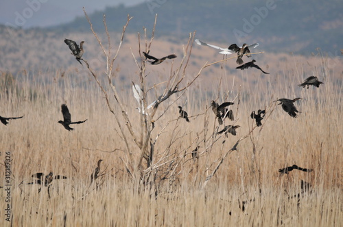 flock of birds