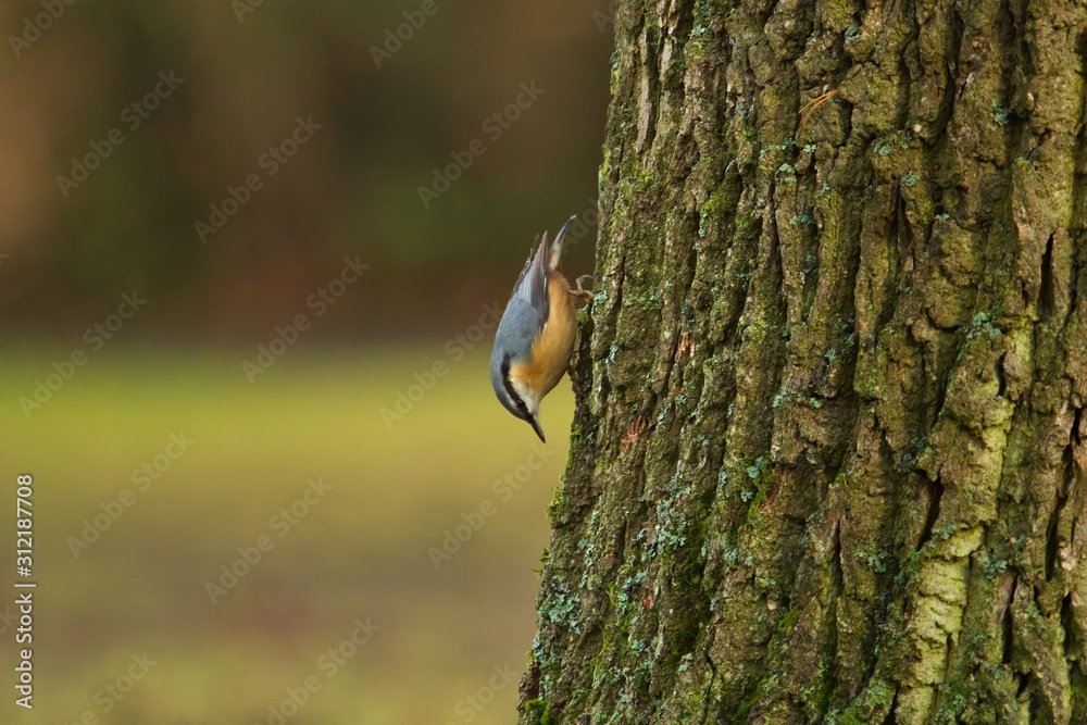 Einer Kleiber im Herbst kopfüber an einem Baum, Sitta europaea Einer Kleiber im Herbst kopfüber an einem Baum, Sitta europaea