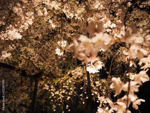 夜桜 背景