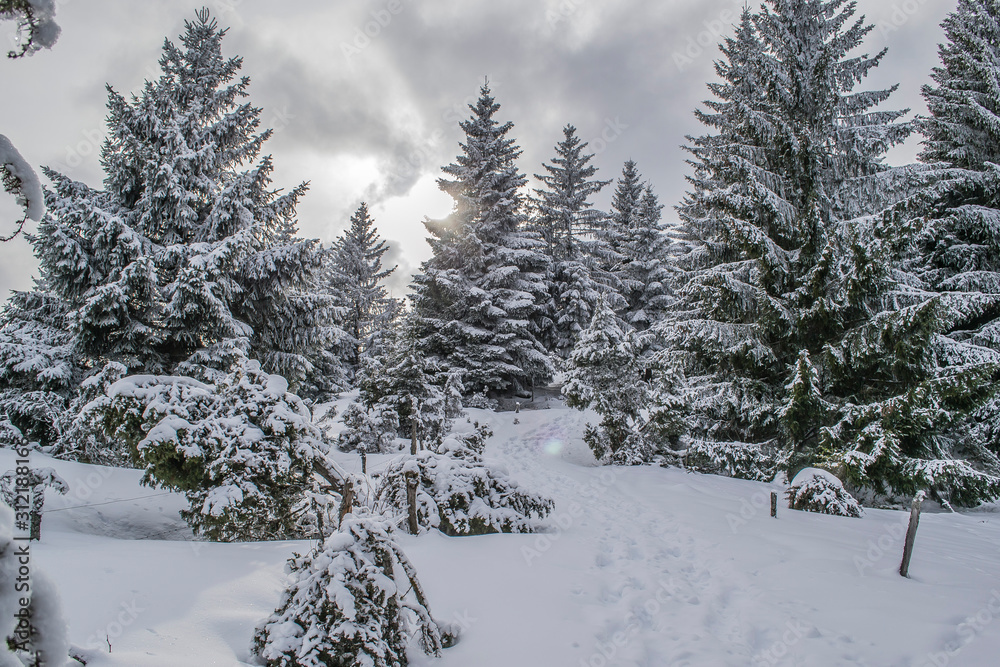 Fototapeta premium Sommet du Hilsenfirst, Vosges