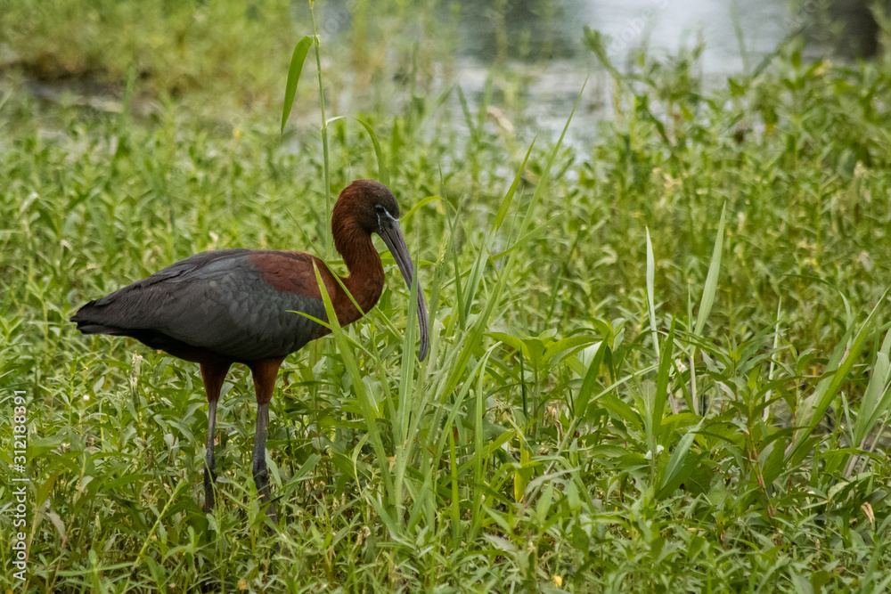 Naklejka premium bird