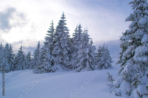 Sommet du Hilsenfirst, Vosges