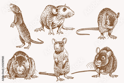 Graphical vintage set of rats ,vector sepia illustration