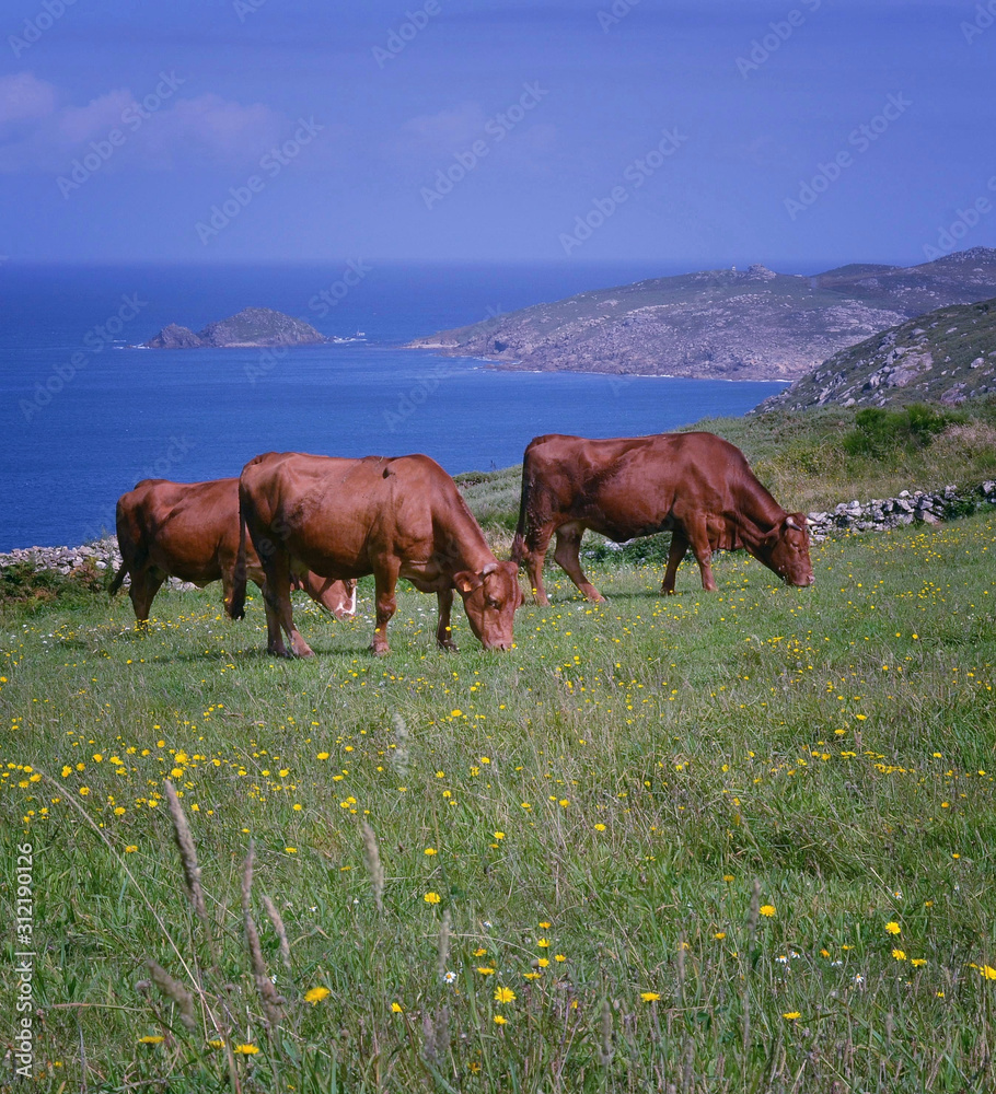 Cows grazing near Touriñan Cape, Muxia, Costa da Morte, Galicia, Spain Cows grazing near Touriñan Cape, Muxia, Costa da Morte, Galicia, Spain